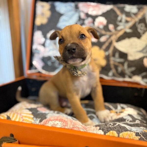 Branch Wayne Perla — thumbnail 3