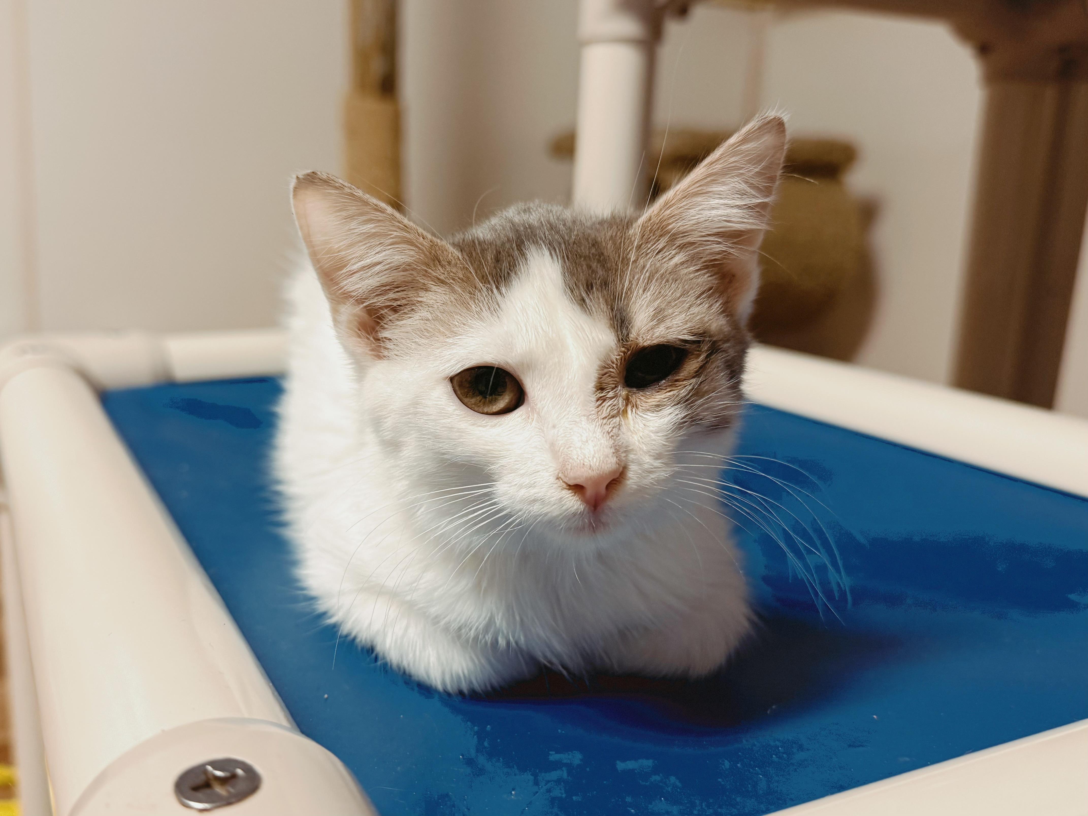 Toast, Adoptable, Kitten Male Domestic Short Hair.