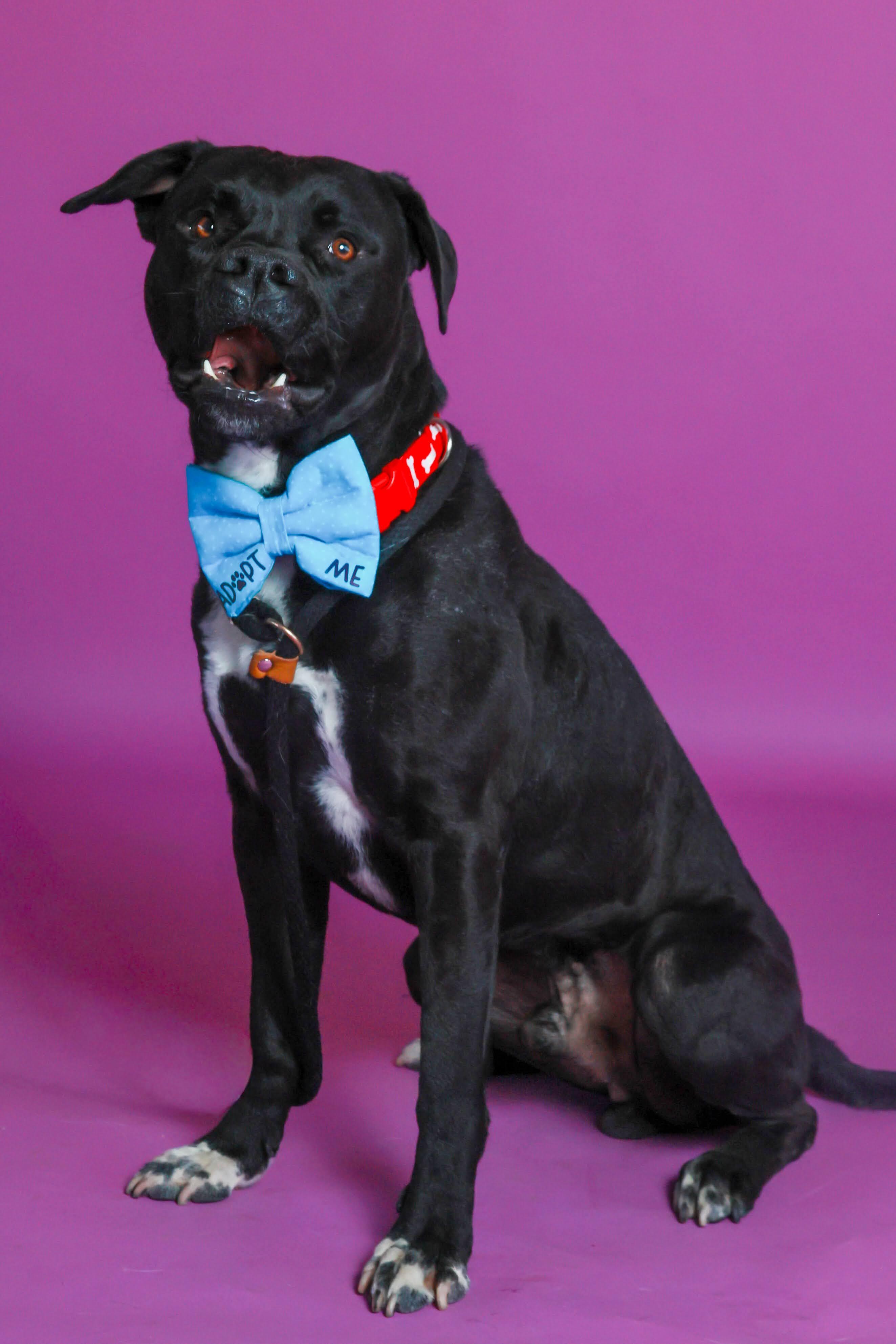 Enlarge Chopper (92267), a ADOPTABLE mixed breed in Spanish Fork, UT image 1/2