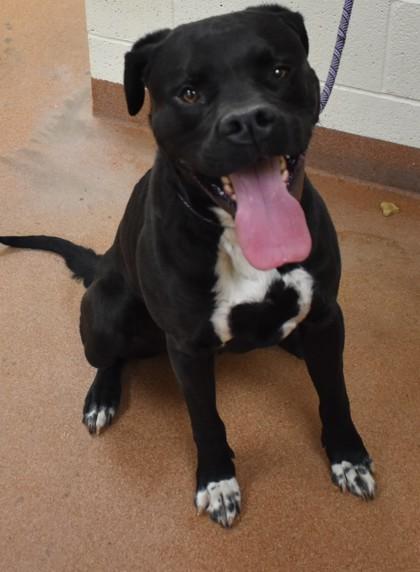 Enlarge Chopper (92267), a ADOPTABLE mixed breed in Spanish Fork, UT image 2/2