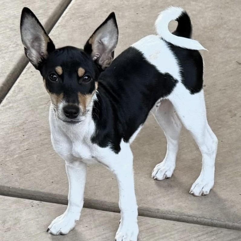 STARLIGHT, Adoptable, Puppy Male Fox Terrier & Basenji.
