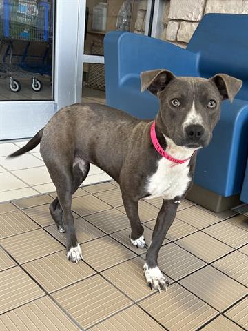 Enlarge GIRLY POP, a Adoptable Pit Bull Terrier in Dayton, OH image 1/1