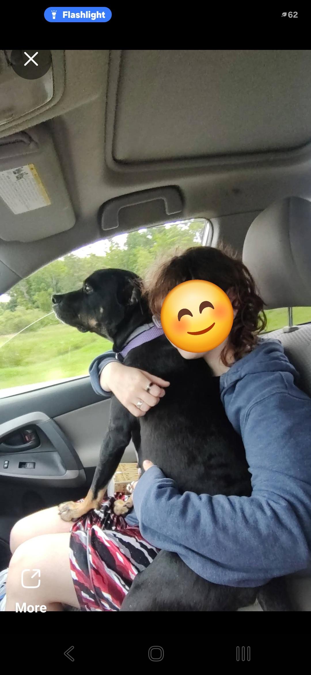 Enlarge "Spitfire" (nickname), a Adoptable mixed breed in Bristol, VT image 2/6