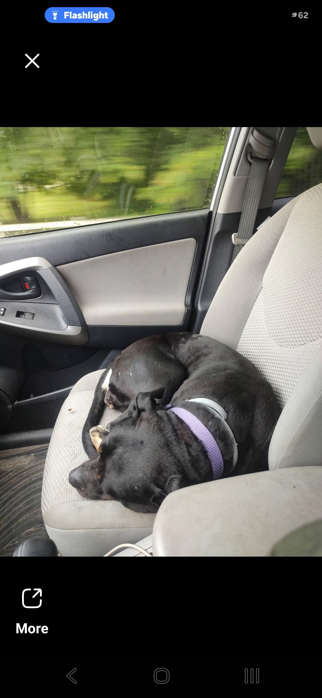 Enlarge "Spitfire" (nickname), a Adoptable mixed breed in Bristol, VT image 6/6
