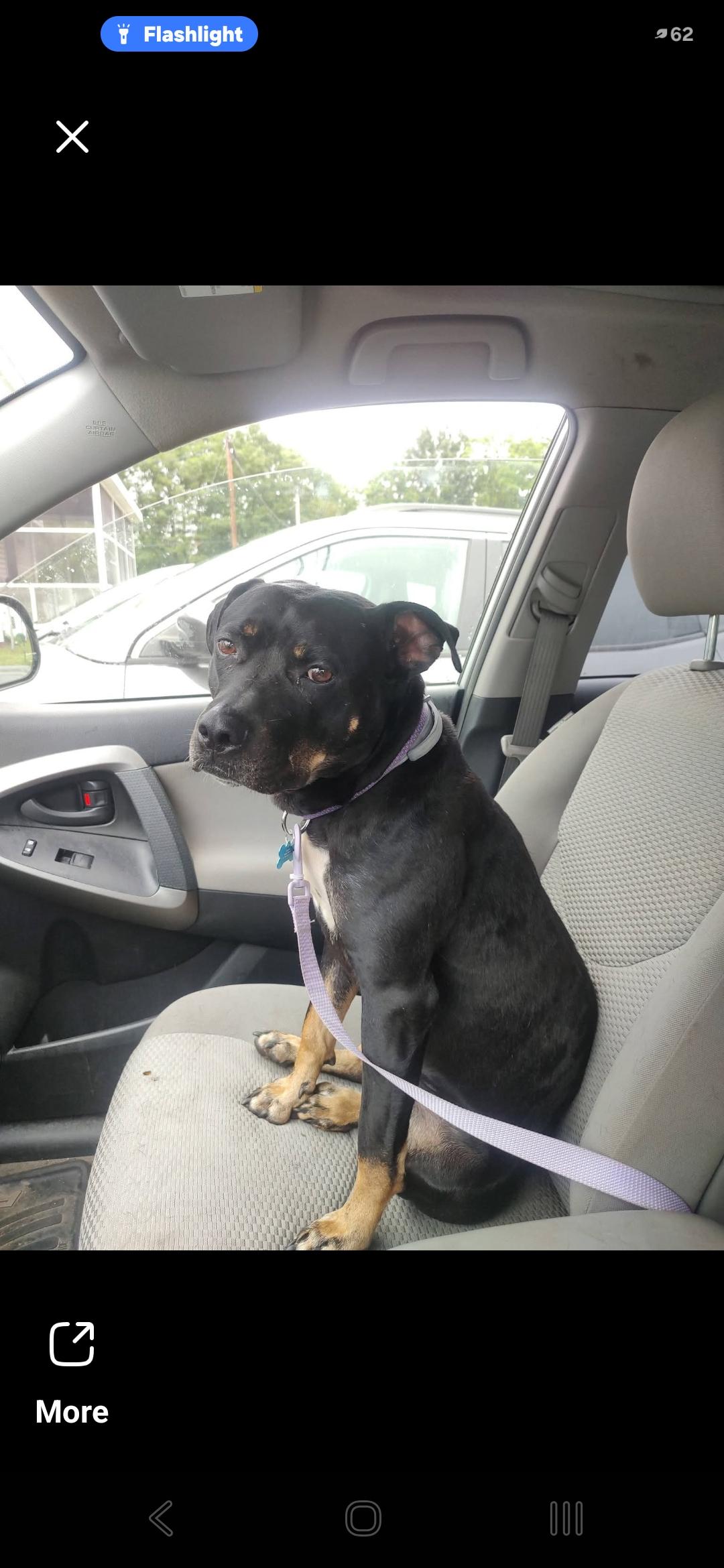 "Spitfire" (nickname), Adoptable, Young Female Bull Terrier & Black Labrador Retriever.