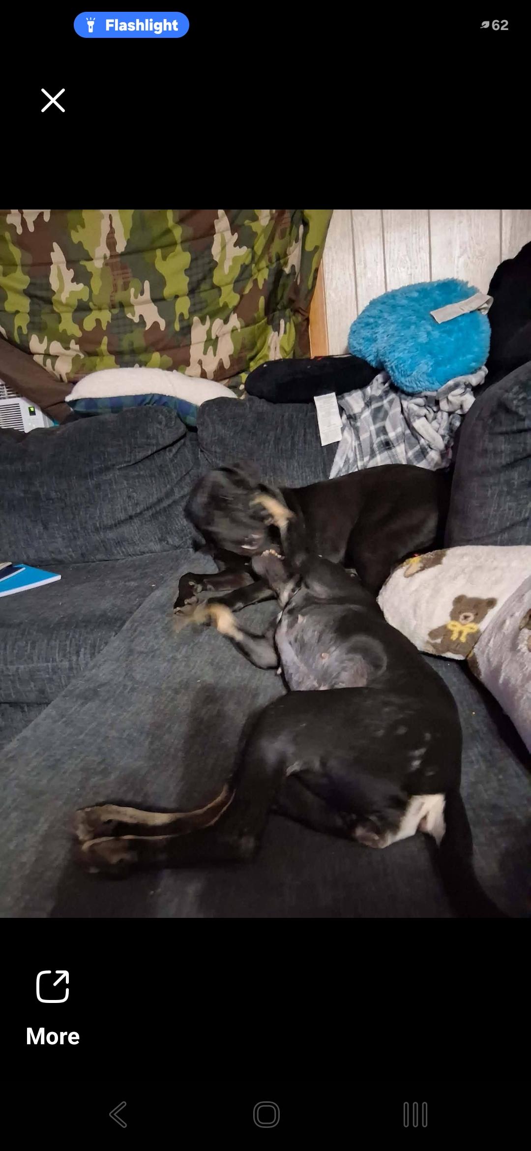 Enlarge "Spitfire" (nickname), a Adoptable mixed breed in Bristol, VT image 3/6