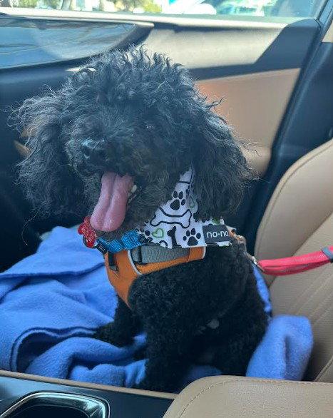 Ruckus, Adoptable, Senior Male Poodle.