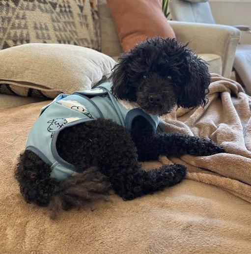 Enlarge Ruckus, a Adoptable Poodle in San Diego, CA image 2/3
