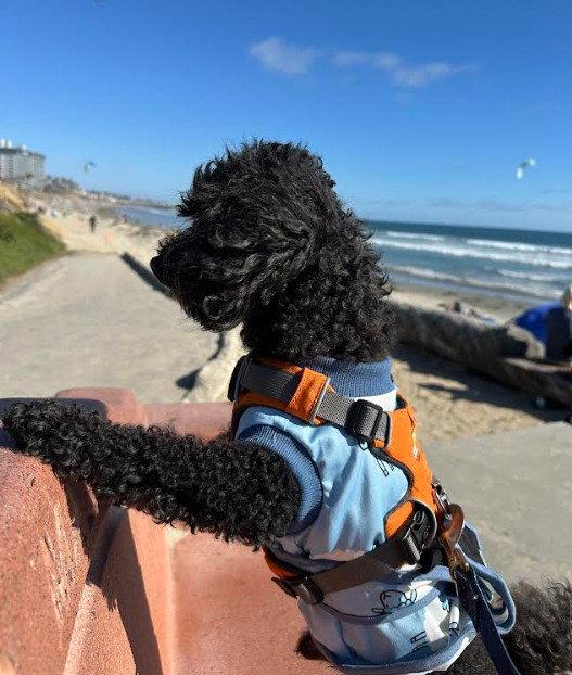 Enlarge Ruckus, a Adoptable Poodle in San Diego, CA image 3/3
