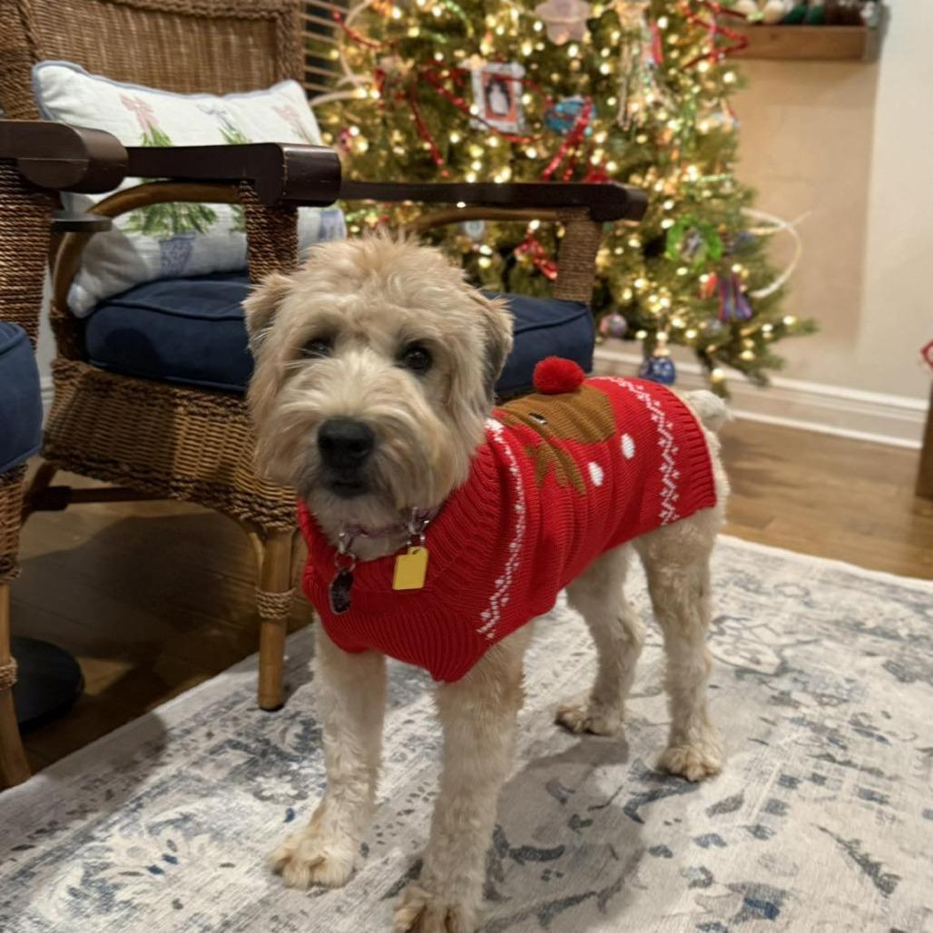 Lizzy, Adoptable, Adult Female Wheaten Terrier.
