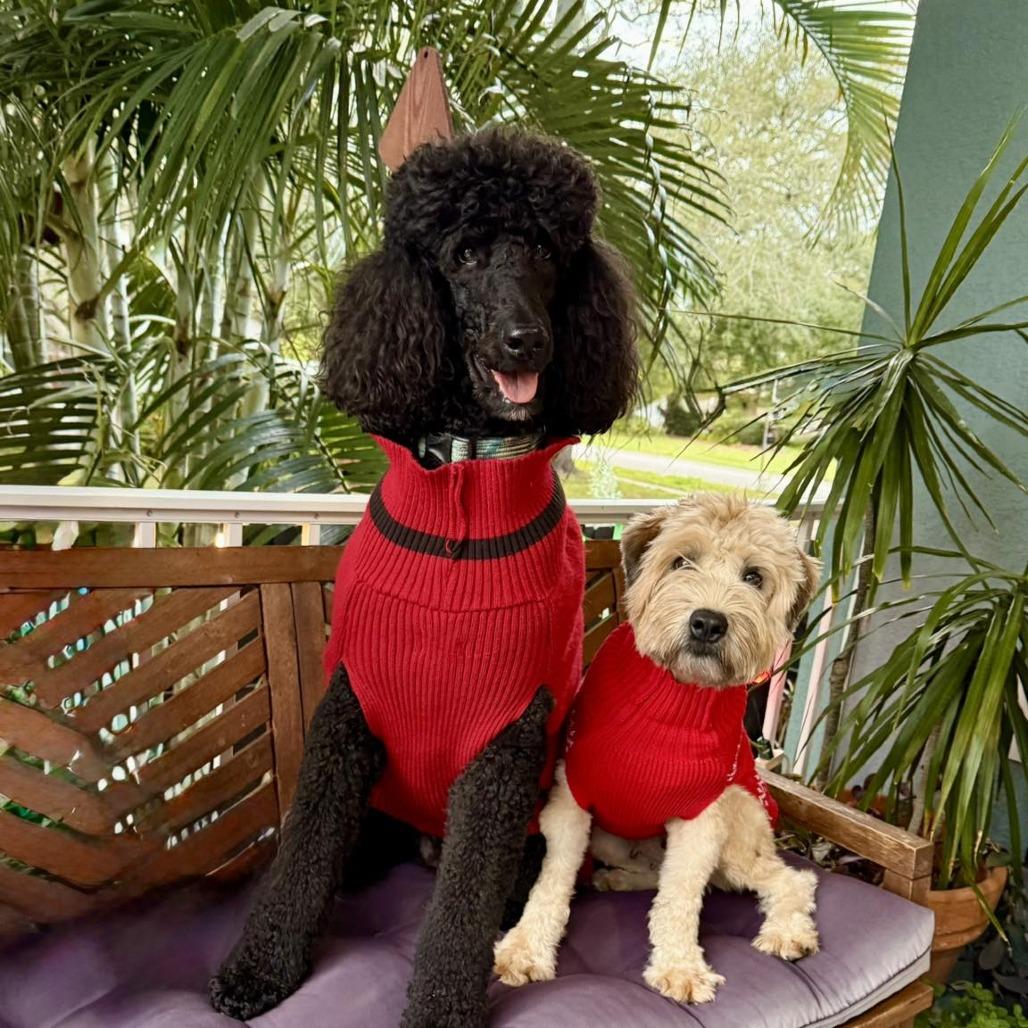 Enlarge Lizzy, a Adoptable Wheaten Terrier in Sarasota, FL image 2/6