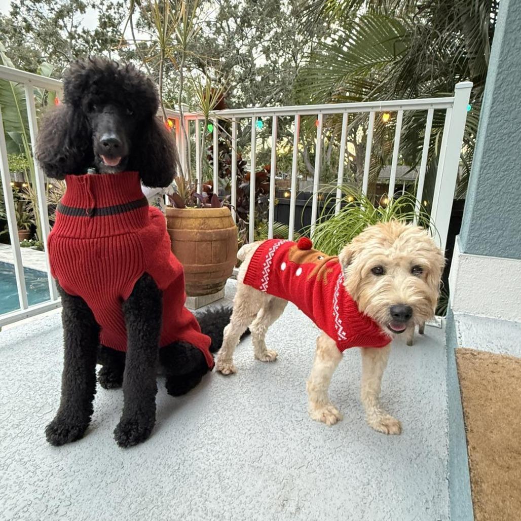 Enlarge Lizzy, a Adoptable Wheaten Terrier in Sarasota, FL image 3/6