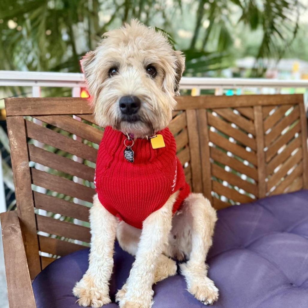 Enlarge Lizzy, a Adoptable Wheaten Terrier in Sarasota, FL image 4/6
