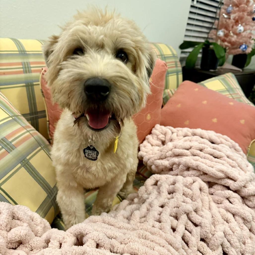 Enlarge Lizzy, a Adoptable Wheaten Terrier in Sarasota, FL image 5/6