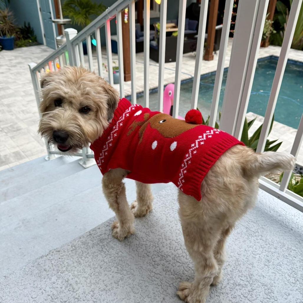 Enlarge Lizzy, a Adoptable Wheaten Terrier in Sarasota, FL image 6/6