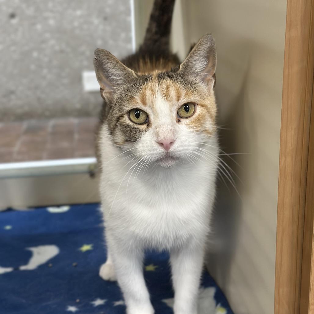 Meridian, Adoptable, Adult Female Domestic Short Hair.