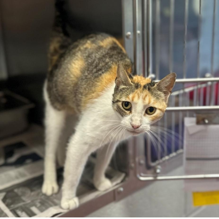 Meridian, a Adoptable Domestic Short Hair in Hinsdale, IL image 2/3