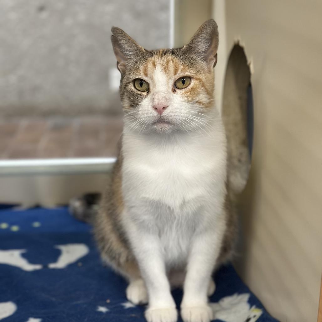 Meridian, a Adoptable Domestic Short Hair in Hinsdale, IL image 3/3