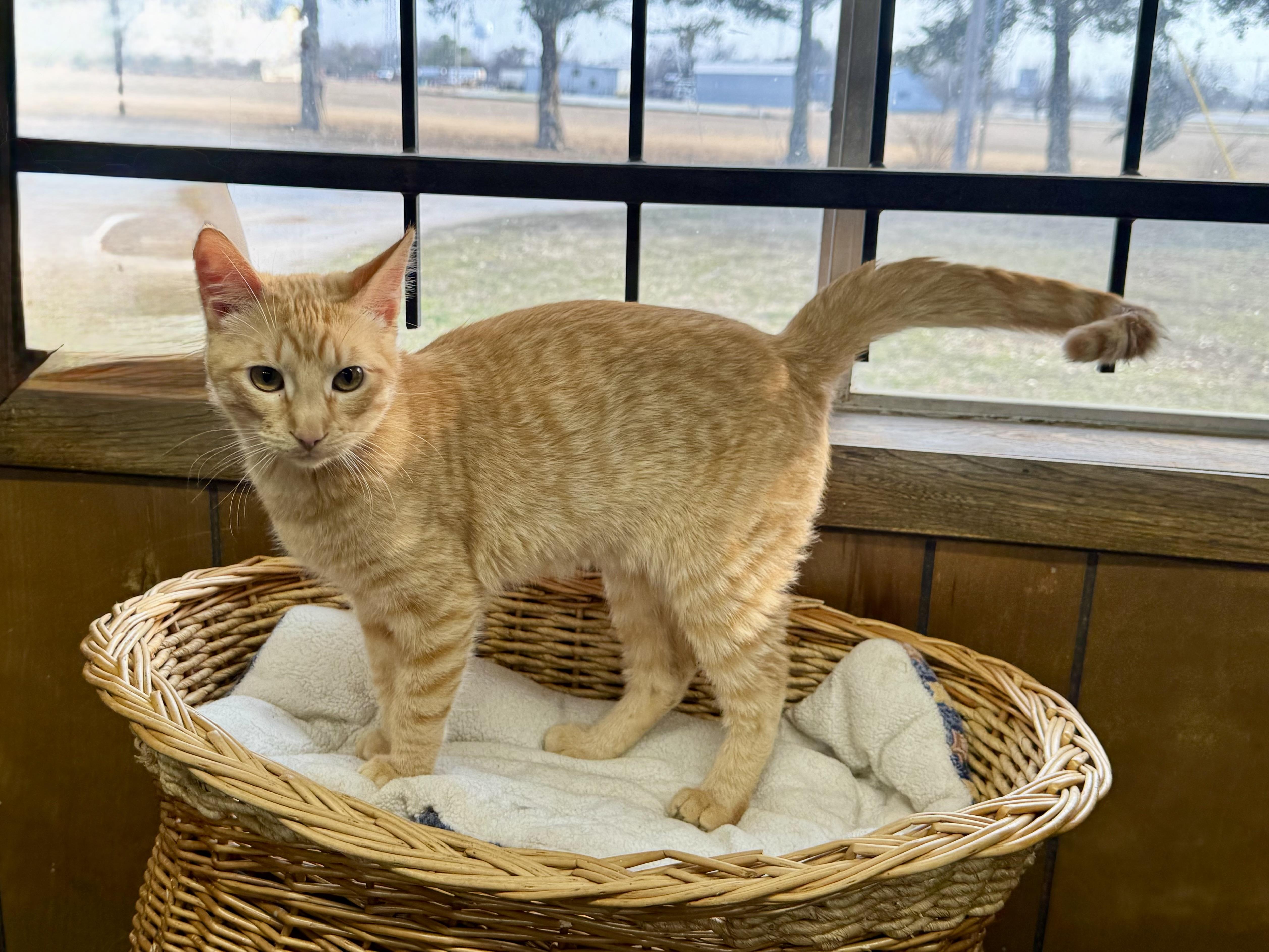 Pumpkin, Adoptable, Kitten Male Domestic Short Hair.