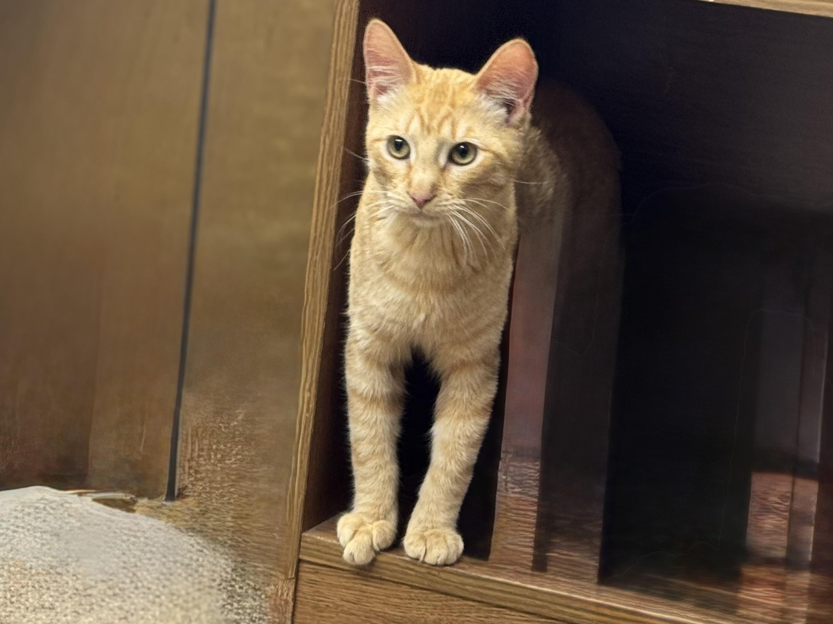 Enlarge Pumpkin, a Adoptable Domestic Short Hair in Seminole, OK image 2/3