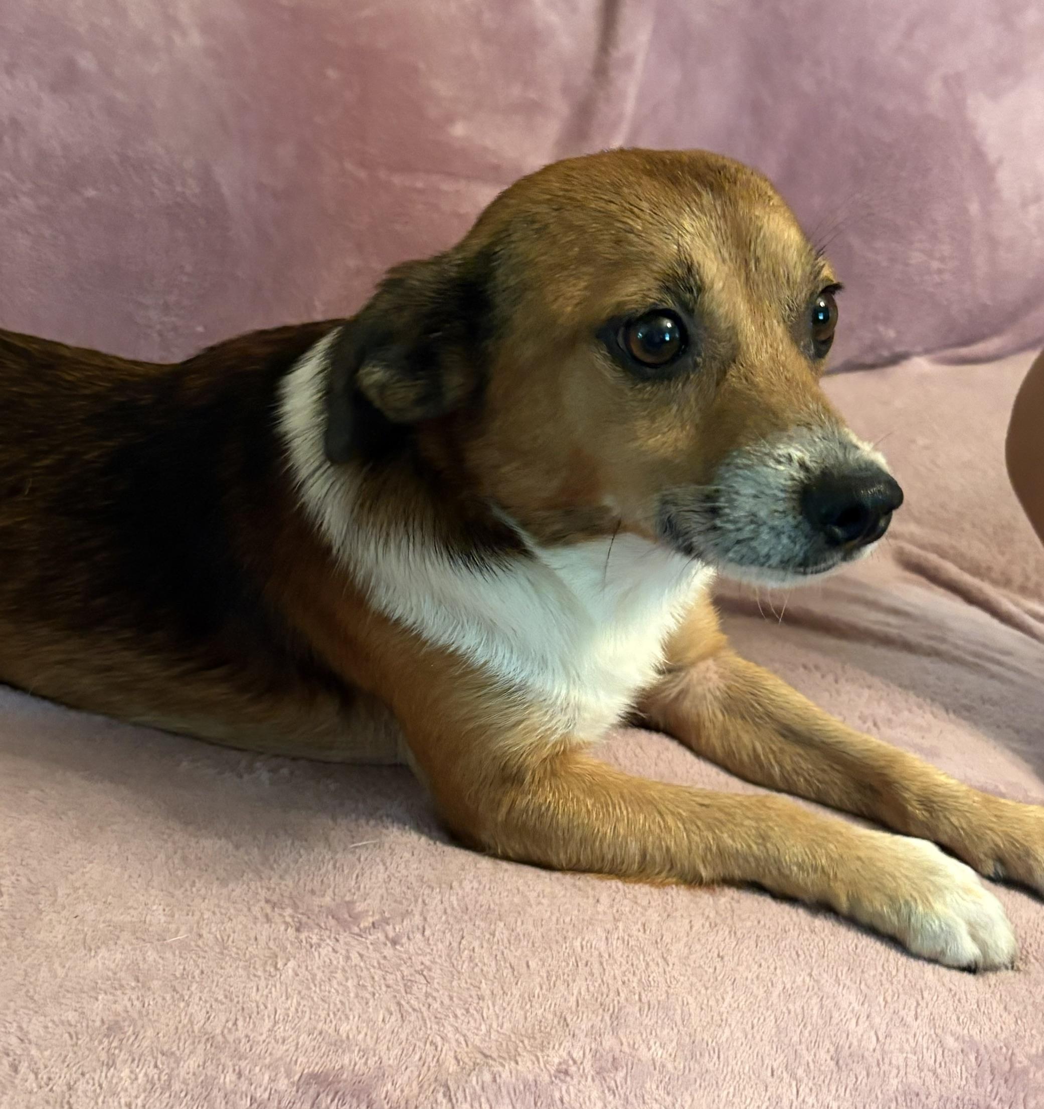 Wesley, adopted, Adult Male Beagle.