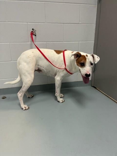 SWEET POTATO, Adoptable, Adult Female Mixed Breed.