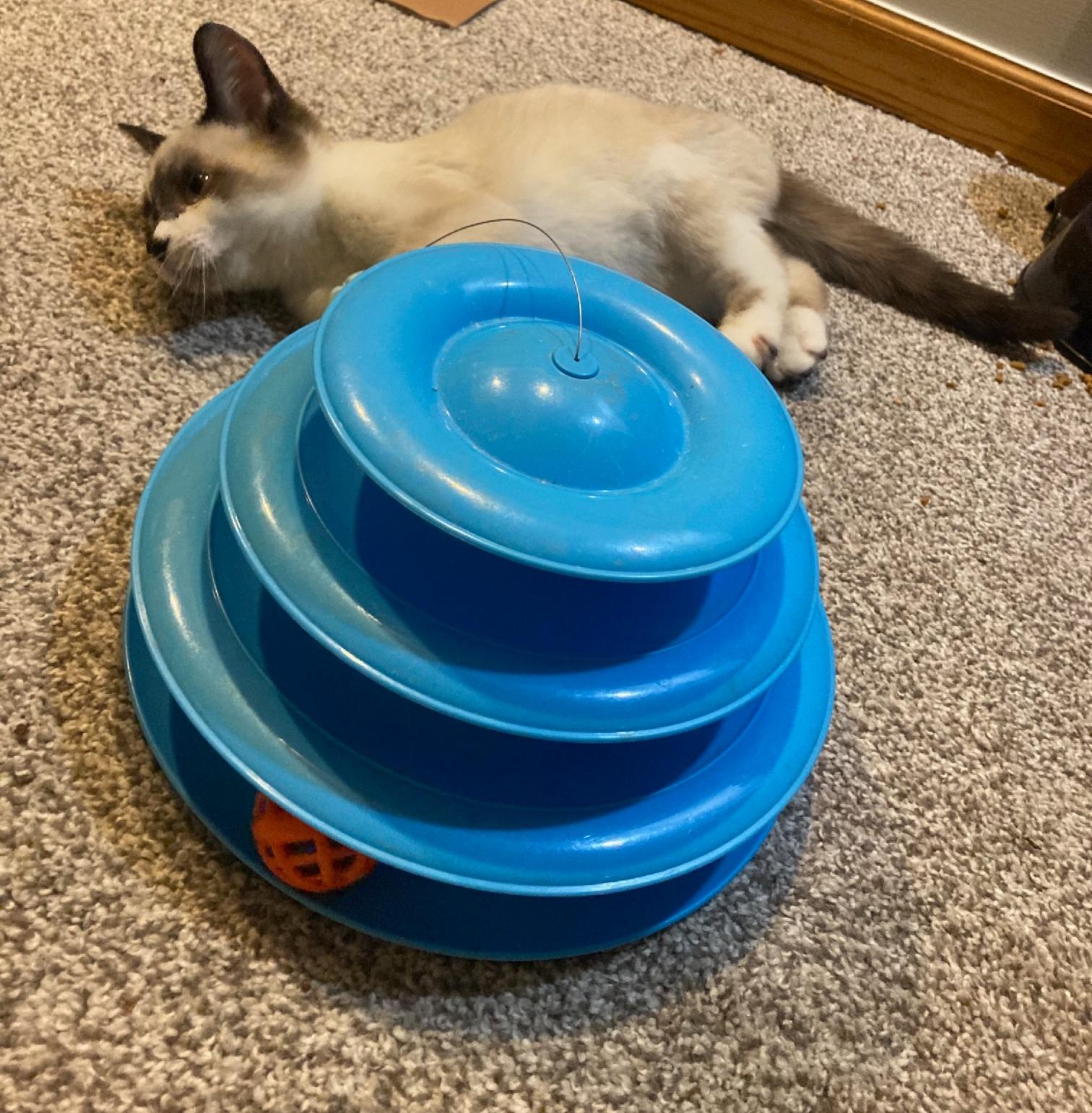 Enlarge Chai, an adopted mixed breed in Lake Orion, MI image 3/4