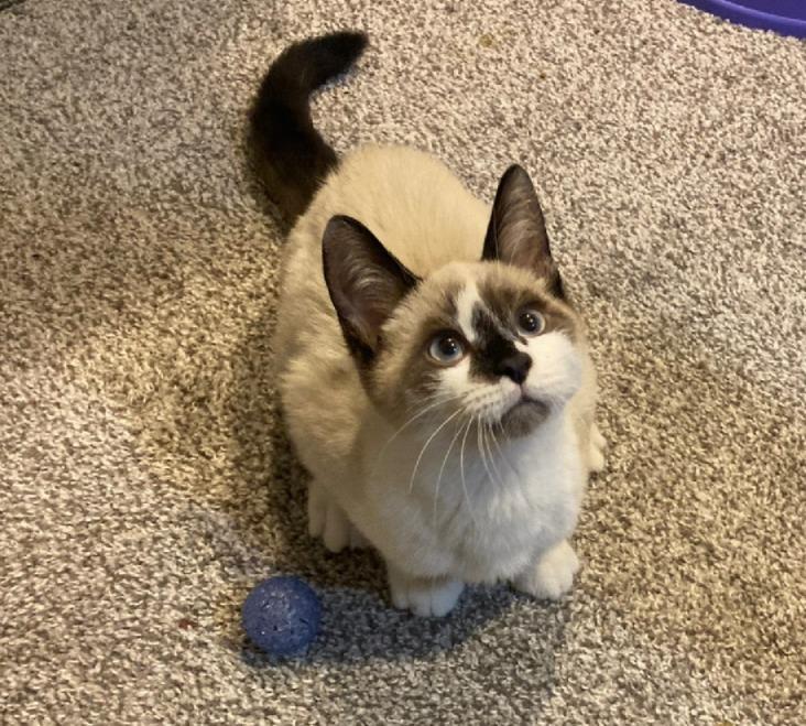 Enlarge Chai, an adopted mixed breed in Lake Orion, MI image 4/4