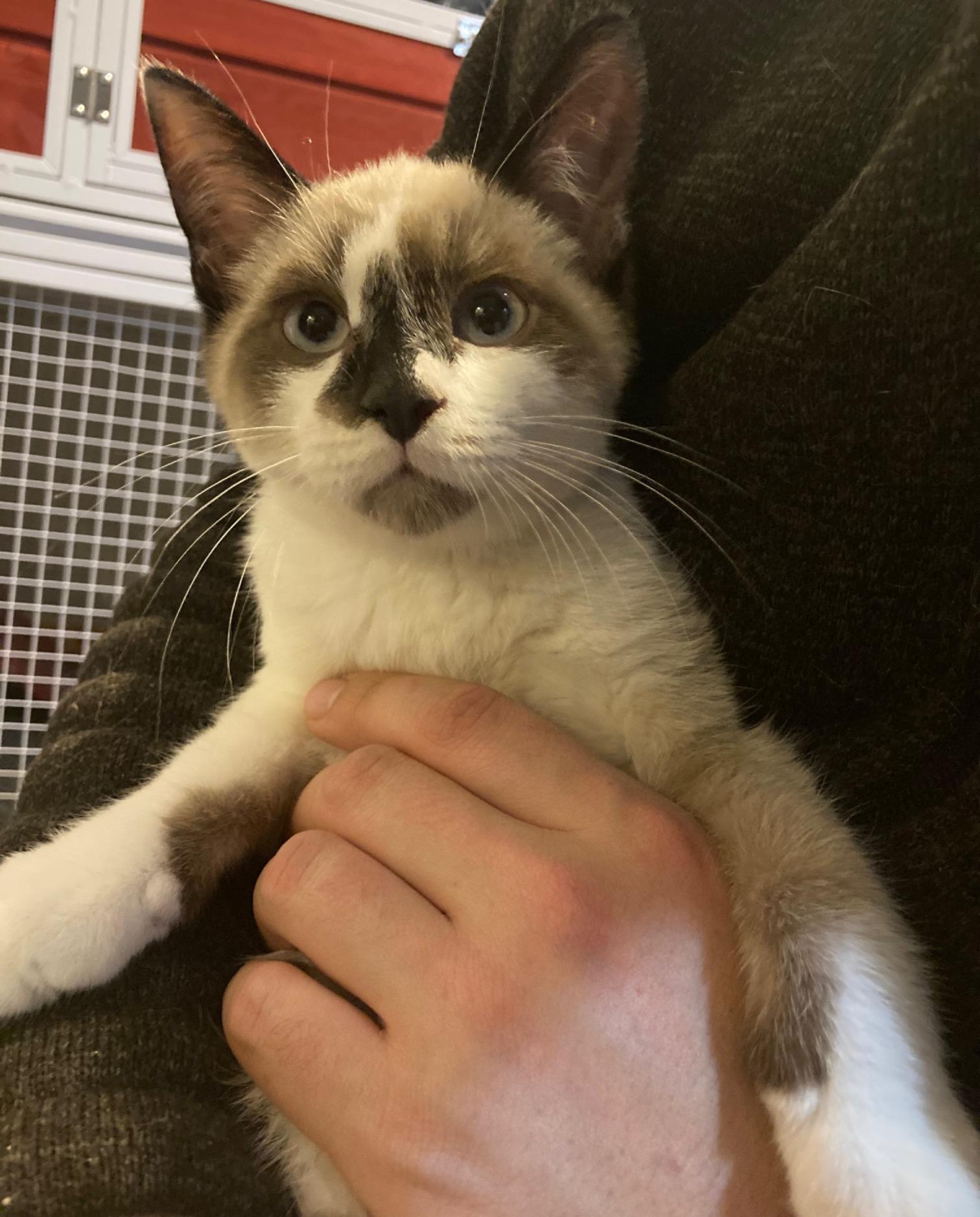 Chai, adopted, Kitten Male Domestic Short Hair & Siamese.