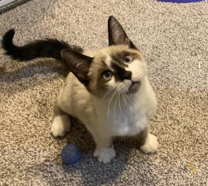 Enlarge Chai, an adopted mixed breed in Lake Orion, MI image 2/4