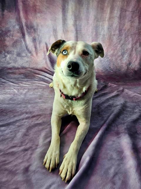 OPAL, Adoptable, Adult Female Australian Cattle Dog / Blue Heeler & Mixed Breed.