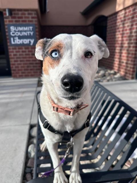 OPAL, Adoptable, Adult Female Australian Cattle Dog / Blue Heeler & Mixed Breed.