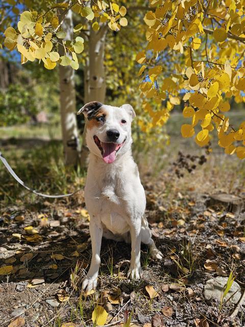 OPAL, Adoptable, Adult Female Australian Cattle Dog / Blue Heeler & Mixed Breed.