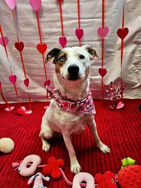 OPAL, Adoptable, Adult Female Australian Cattle Dog / Blue Heeler & Mixed Breed.