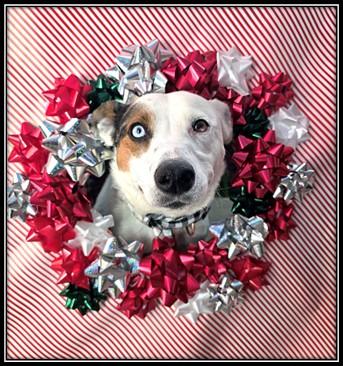 OPAL, Adoptable, Adult Female Australian Cattle Dog / Blue Heeler & Mixed Breed.