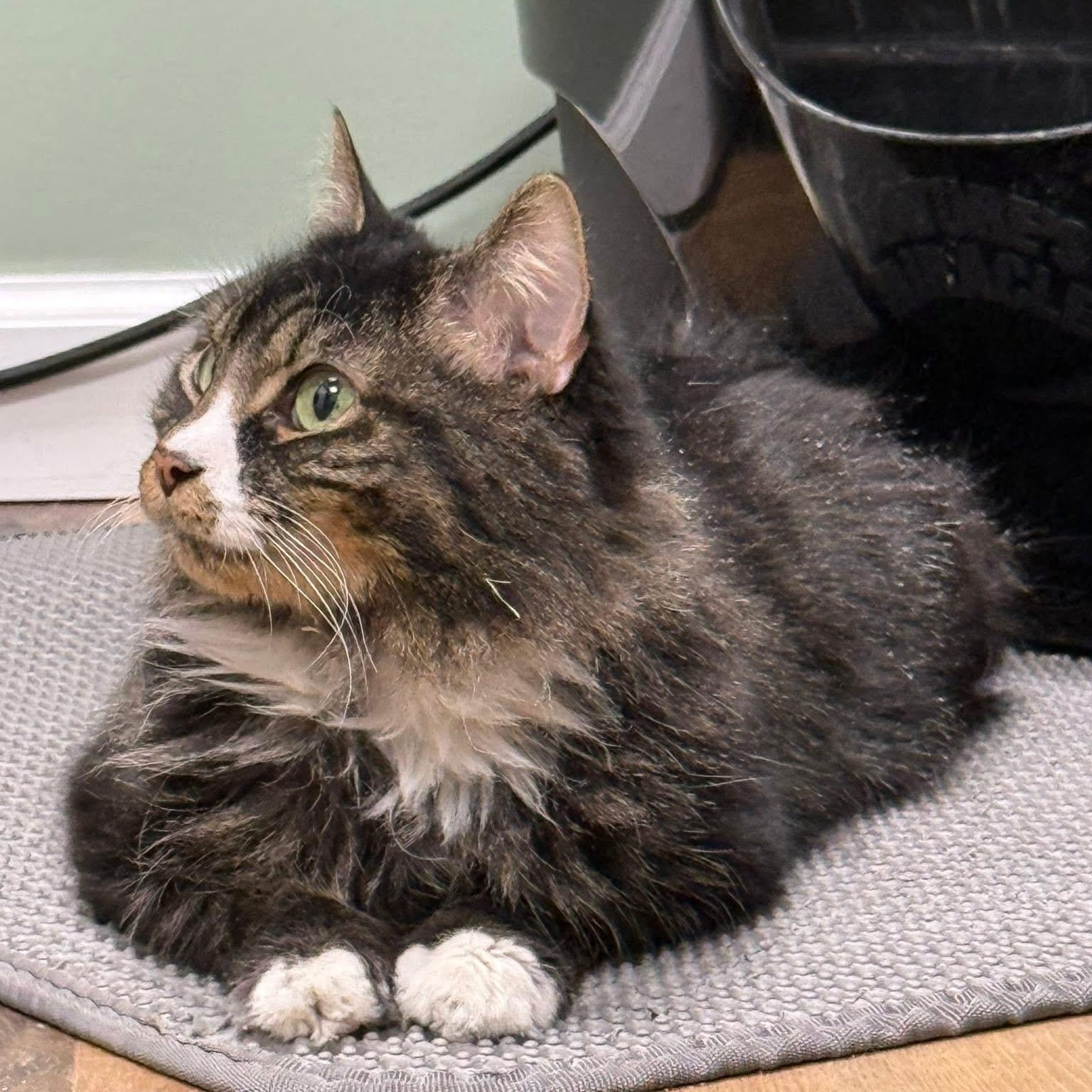 Enlarge BINGO, a ADOPTABLE Domestic Long Hair in Schnecksville, PA image 2/4