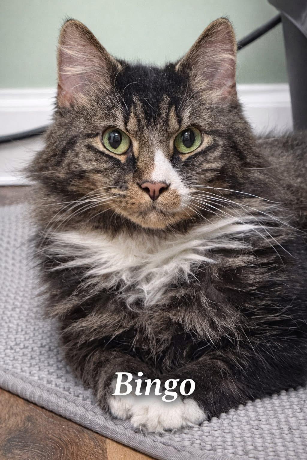 Enlarge BINGO, a ADOPTABLE Domestic Long Hair in Schnecksville, PA image 4/4
