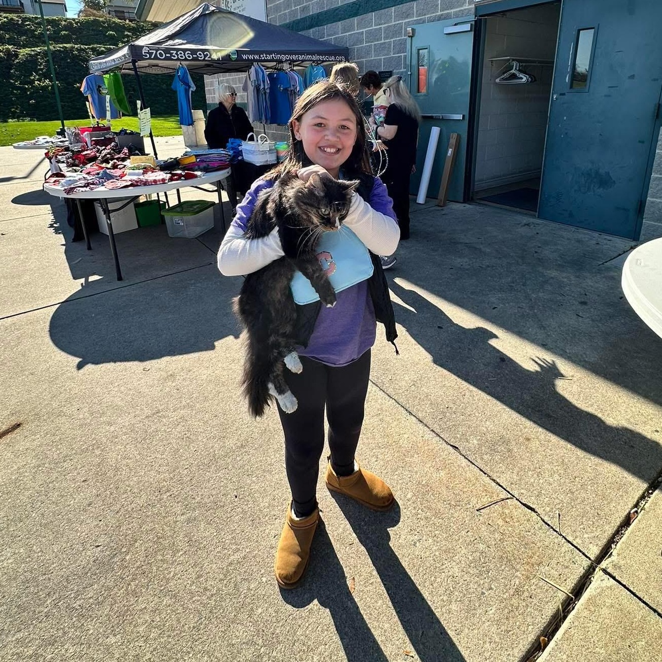 Enlarge BINGO, a ADOPTABLE Domestic Long Hair in Schnecksville, PA image 1/4