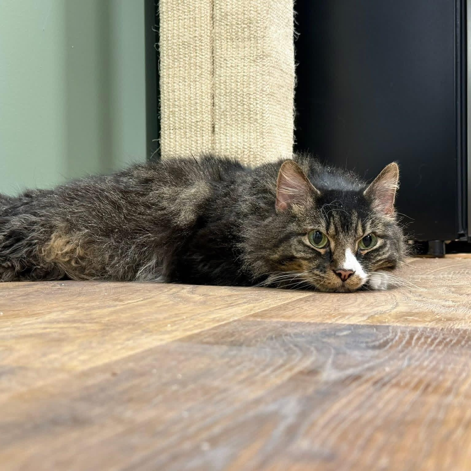 Enlarge BINGO, a ADOPTABLE Domestic Long Hair in Schnecksville, PA image 3/4