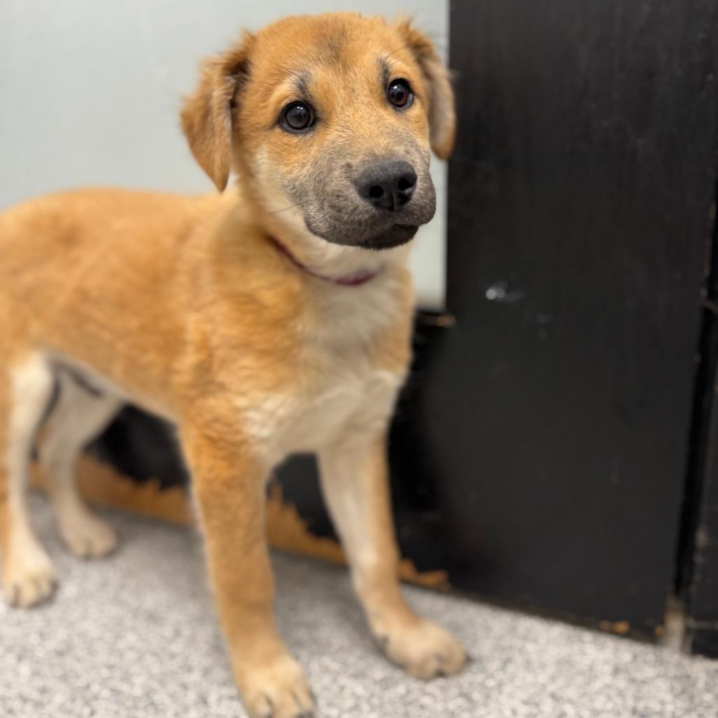 Enlarge Fig, a ADOPTABLE mixed breed in Monticello, IA image 2/6