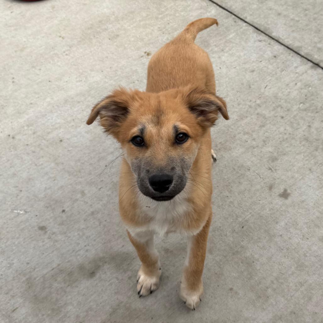 Enlarge Fig, a ADOPTABLE mixed breed in Monticello, IA image 3/6