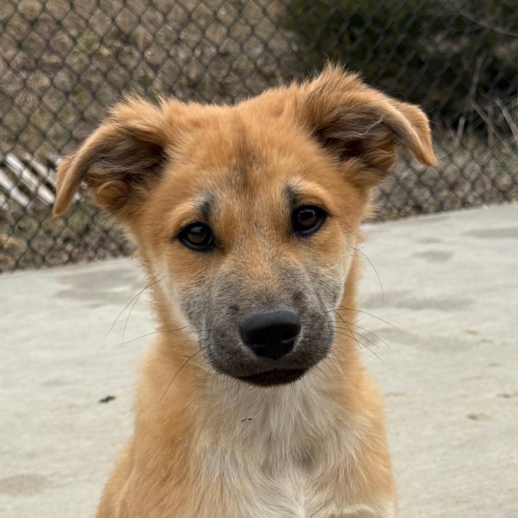 Enlarge Fig, a ADOPTABLE mixed breed in Monticello, IA image 5/6