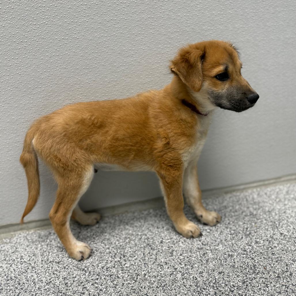 Enlarge Fig, a ADOPTABLE mixed breed in Monticello, IA image 6/6