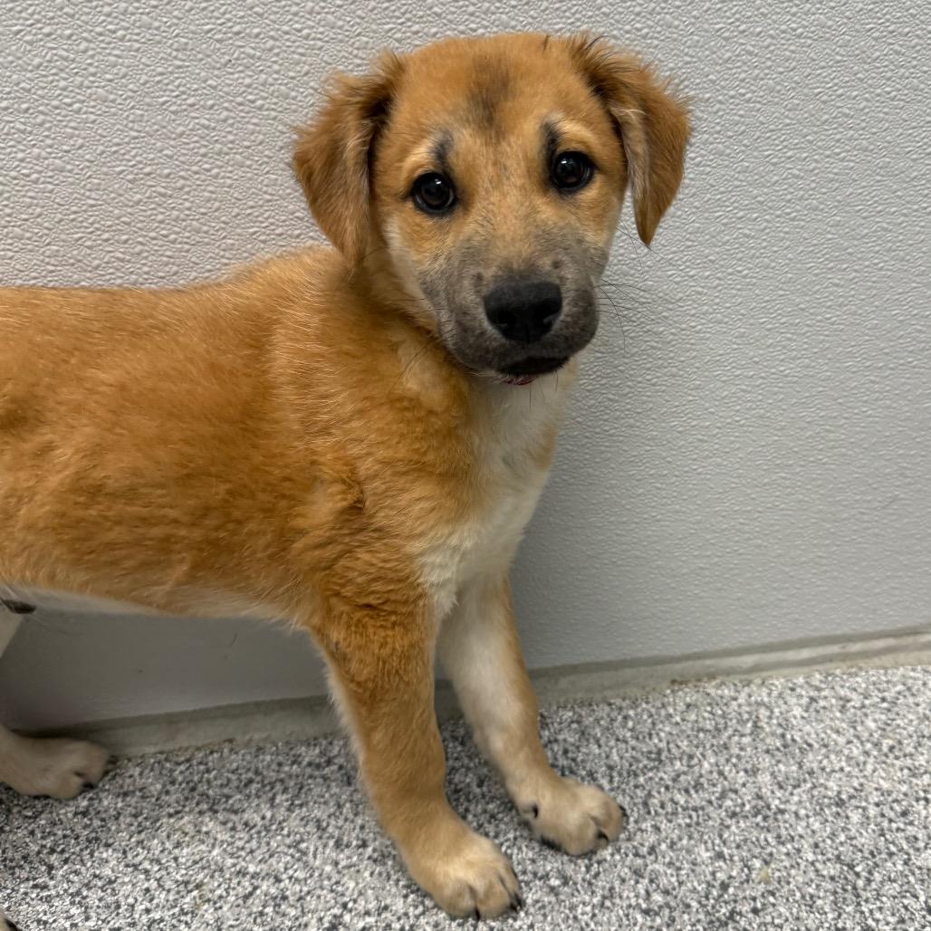 Fig, ADOPTABLE, Puppy Male Shepherd & Mixed Breed.