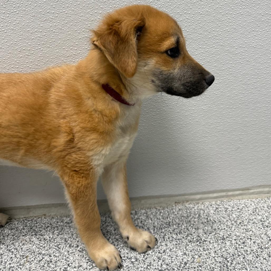 Enlarge Fig, a ADOPTABLE mixed breed in Monticello, IA image 4/6