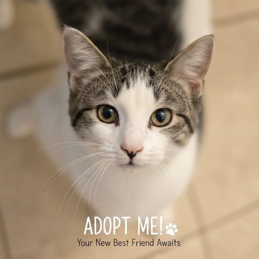 Momma Mia, ADOPTABLE, Young Female Domestic Short Hair.