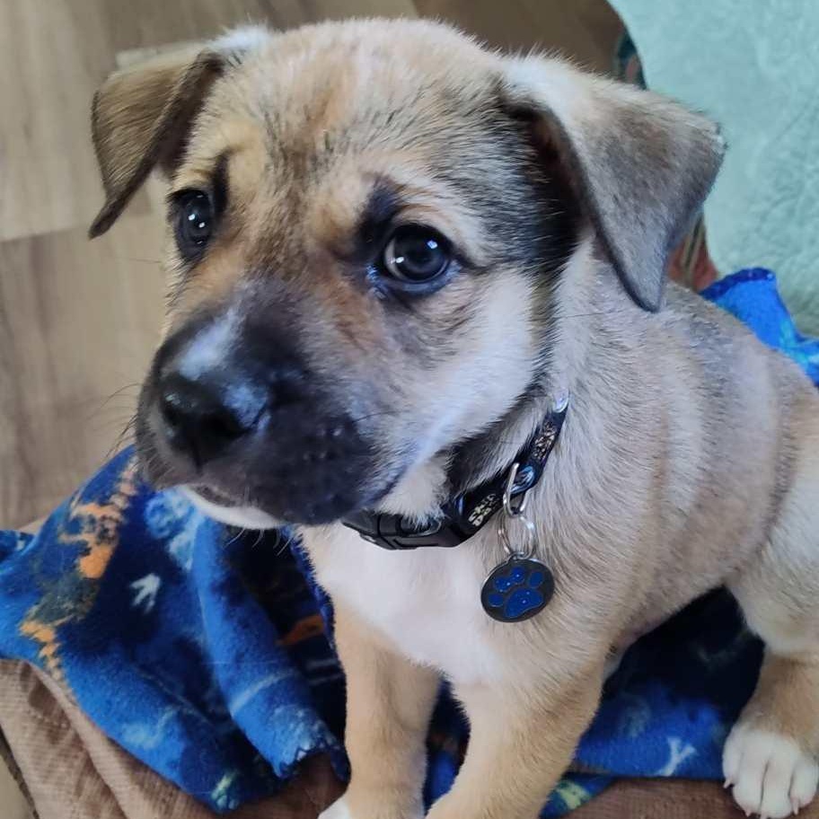 Dale, a ADOPTABLE Shepherd in Watertown, WI image 2/3