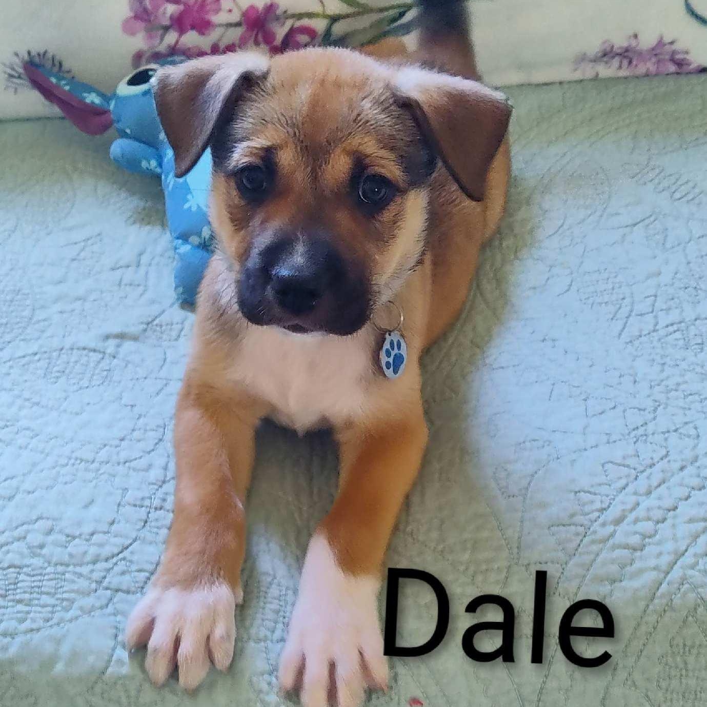 Dale, a ADOPTABLE Shepherd in Watertown, WI image 1/3