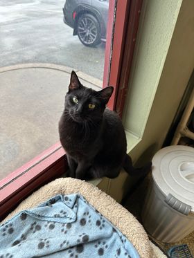 Enlarge Barbi, a Adoptable Domestic Short Hair in Warwick, RI image 1/1