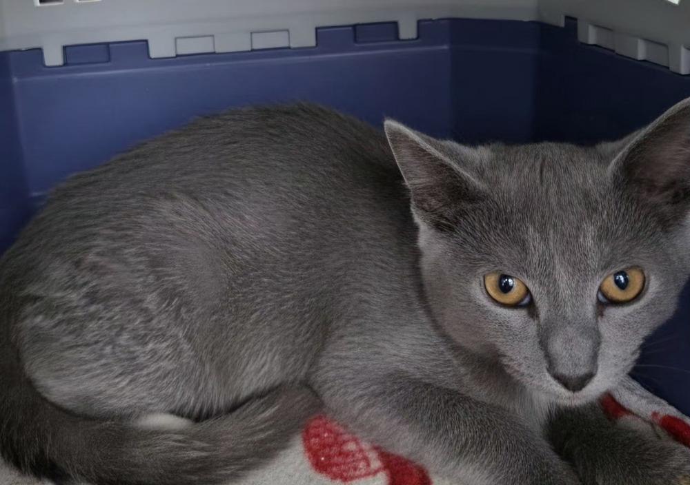 Enlarge Oregano-Q, a Adoptable Domestic Short Hair in Metamora, IL image 1/1